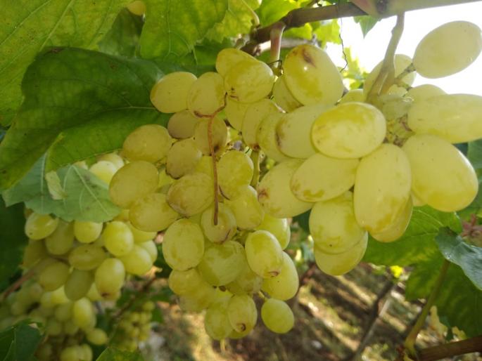 Grape beads cracked in Ramnagar area | रामनगर परिरसरात द्राक्ष मण्यांना तडे Grape beads cracked in Ramnagar area | रामनगर परिरसरात द्राक्ष मण्यांना तडे
