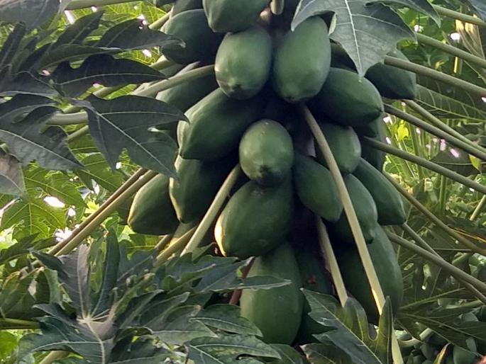 Locked in agricultural commodities due to lockdown | लॉकडाऊनमुळे शेतीमाल कवडीमोल Locked in agricultural commodities due to lockdown | लॉकडाऊनमुळे शेतीमाल कवडीमोल