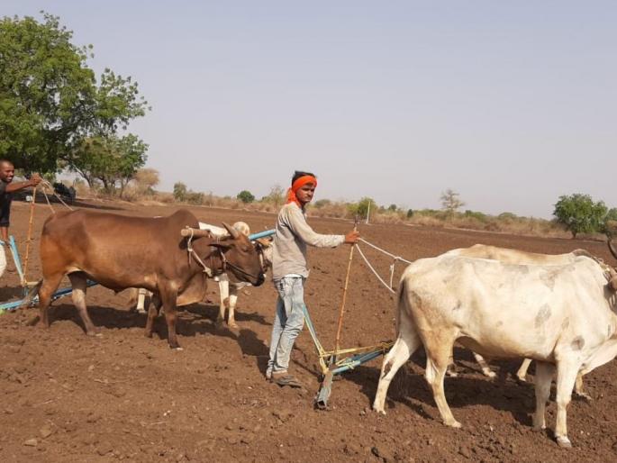 In Jamner taluka, maqa area will be reduced | जामनेर तालुक्यात मकाचे क्षेत्र घटणार In Jamner taluka, maqa area will be reduced | जामनेर तालुक्यात मकाचे क्षेत्र घटणार