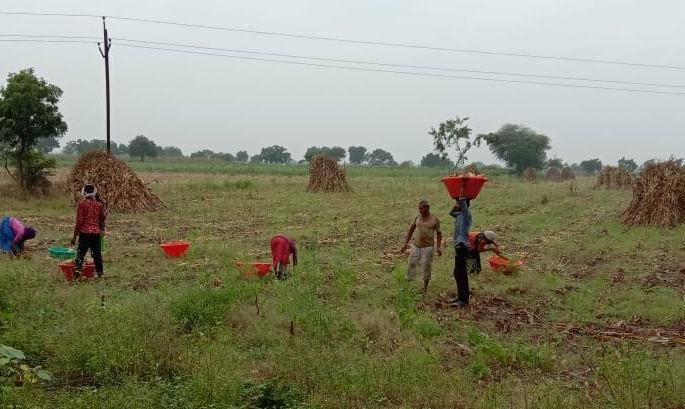 The sword of loss on the shadow of rain on agricultural crops | पावसाची छाया अन शेती पिकांवर नुकसानीची तलवार The sword of loss on the shadow of rain on agricultural crops | पावसाची छाया अन शेती पिकांवर नुकसानीची तलवार