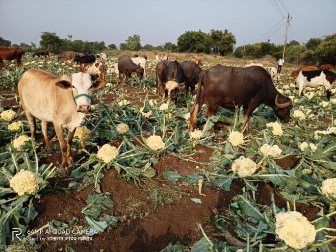 Farmers put cattle in vertical crop due to fall in vegetable prices | भाजीपाल्याचे भाव गडगडल्याने उभ्या पिकात शेतकऱ्यांनी घातली गुरे Farmers put cattle in vertical crop due to fall in vegetable prices | भाजीपाल्याचे भाव गडगडल्याने उभ्या पिकात शेतकऱ्यांनी घातली गुरे