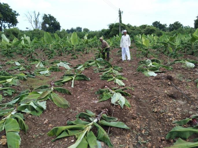 Due to the disease, bananas continue to be uprooted and thrown away | रोगामुळे केळी उपटून फेकणे सुरूच