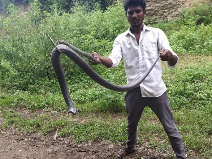 An eight-foot cobra snake was found in Dahigaon | दहिगावात आढळला कोब्रा जातीचा आठ फुटी साप An eight-foot cobra snake was found in Dahigaon | दहिगावात आढळला कोब्रा जातीचा आठ फुटी साप