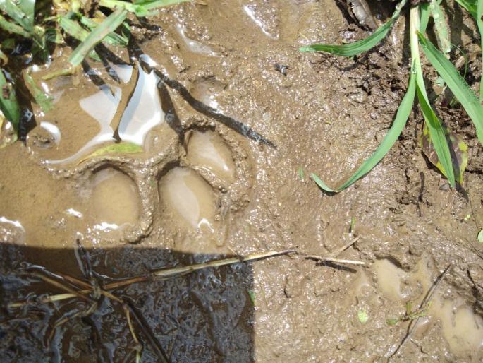 Satara: The scare of the Niman area, the four dogs were burnt down in five days | सातारा : निनाम परिसरात बिबट्याची दहशत, पाच दिवसांत चार कुत्र्यांचा पाडला फडशा Satara: The scare of the Niman area, the four dogs were burnt down in five days | सातारा : निनाम परिसरात बिबट्याची दहशत, पाच दिवसांत चार कुत्र्यांचा पाडला फडशा