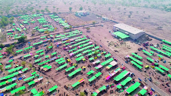 Seven thousand animals will be admitted in the Mhasewad fodder camp | म्हसवडच्या चारा छावणीत सात हजार जनावरे दाखल Seven thousand animals will be admitted in the Mhasewad fodder camp | म्हसवडच्या चारा छावणीत सात हजार जनावरे दाखल