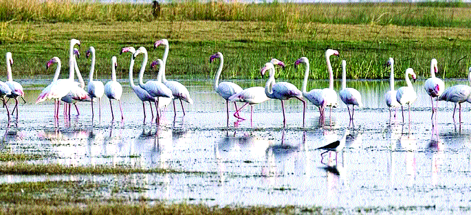 Flamingo's arrival came from Yerulwadi | फ्लेमिंगोच्या आगमनाने येरळवाडीला बहर Flamingo's arrival came from Yerulwadi | फ्लेमिंगोच्या आगमनाने येरळवाडीला बहर