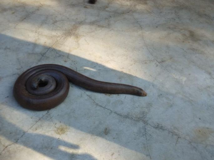 In the Satara metropolitan magistrate, the city police detained | साताऱ्यात मांडूळ सापासह दोघेजण ताब्यात, पोलिस ठाण्यात गुन्हा दाखल