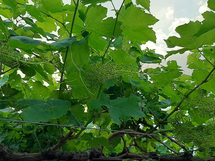The unseasonal rains frightened the farmers | बेमोसमी पावसाने शेतकरी धास्तावले