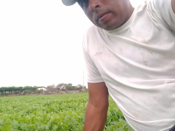 The farmer got three lakhs of acre from Kothimbiri | तीन एकरावरील कोथिंबिरीतून शेतकऱ्याला मिळाले १७ लाख The farmer got three lakhs of acre from Kothimbiri | तीन एकरावरील कोथिंबिरीतून शेतकऱ्याला मिळाले १७ लाख