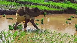 Lives of crops in Khamkhheda area | खामखेडा परिसरातील पिकांना जीवदान Lives of crops in Khamkhheda area | खामखेडा परिसरातील पिकांना जीवदान