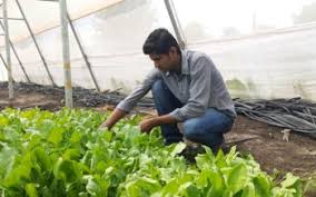 Due to the thick fog, a catastrophic disaster befell Baliraja | दाट धुक्यामुळे बळीराजांवर अस्मानी संकटाचा घाला Due to the thick fog, a catastrophic disaster befell Baliraja | दाट धुक्यामुळे बळीराजांवर अस्मानी संकटाचा घाला