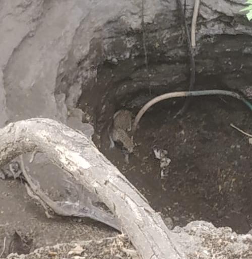Successful climb of a leopard that fell into a well from a fire | आगीतून विहिरीत पडलेल्या बिबट्याची यशस्वी चढाई Successful climb of a leopard that fell into a well from a fire | आगीतून विहिरीत पडलेल्या बिबट्याची यशस्वी चढाई