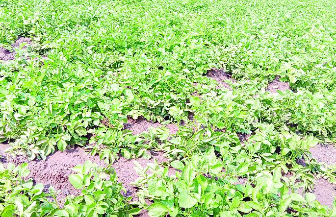 Damage to vineyards including onion, potato crop in the western belt of Sinnar | सिन्नरच्या पश्चिम पट्ट्यात कांदा, बटाटा पिकासह द्राक्षबागांचे नुकसान Damage to vineyards including onion, potato crop in the western belt of Sinnar | सिन्नरच्या पश्चिम पट्ट्यात कांदा, बटाटा पिकासह द्राक्षबागांचे नुकसान