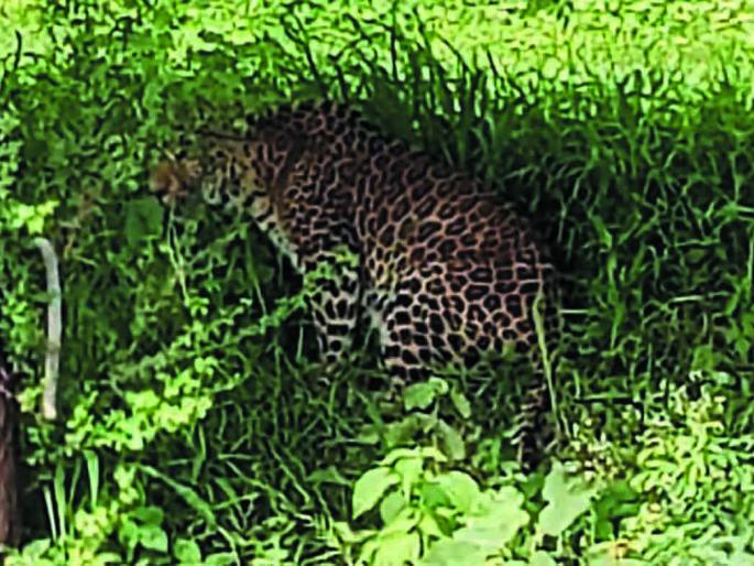  Injured woman killed by rescue operation | रेस्क्यू आॅपरेशन करुन पकडलेल्या जखमी बिबट्याचा मृत्यू