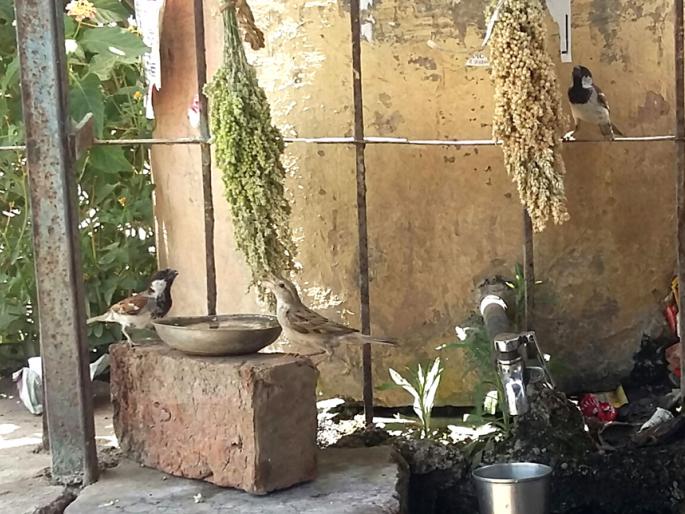 Convenience of grains for animals in the valley of Nayagaon | नायगाव खोऱ्यात पशु-पक्ष्यांसाठी दाणापाण्याची सोय  Convenience of grains for animals in the valley of Nayagaon | नायगाव खोऱ्यात पशु-पक्ष्यांसाठी दाणापाण्याची सोय