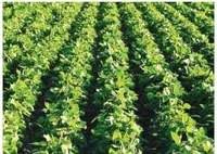 Kharif sowing completed in Dindori taluka | दिंडोरी तालुक्यात खरीप पेरणी पूर्ण Kharif sowing completed in Dindori taluka | दिंडोरी तालुक्यात खरीप पेरणी पूर्ण