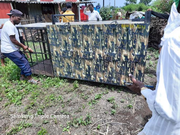 Panic of leopards in the suburbs | कसबे सुकेणे शिवारात बिबट्याची दहशत Panic of leopards in the suburbs | कसबे सुकेणे शिवारात बिबट्याची दहशत