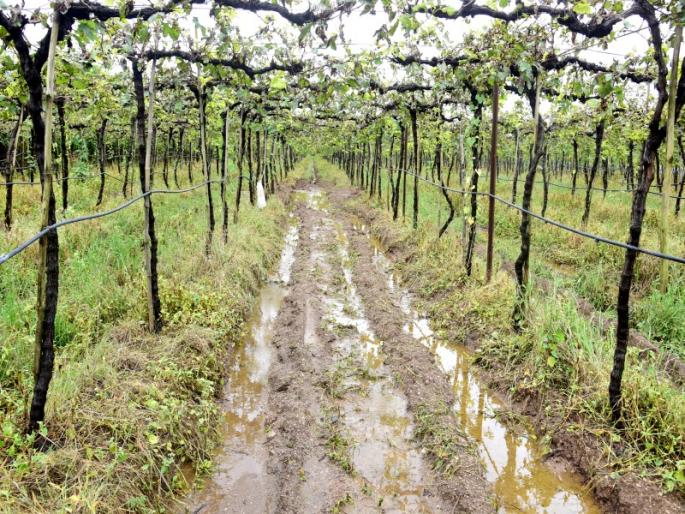 Leakage of Punegaon Canal | पुणेगाव कालव्याला गळती Leakage of Punegaon Canal | पुणेगाव कालव्याला गळती