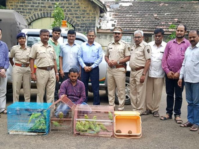Two star tortoises seized from seller, 1 parrot seized | विक्रेत्याकडील दोन तारा कासव, ४३ पोपट जप्त Two star tortoises seized from seller, 1 parrot seized | विक्रेत्याकडील दोन तारा कासव, ४३ पोपट जप्त