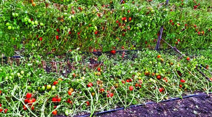 Sowing onion, tomato, green gram, papaya by hail | गारपिटीने बीजवाई कांदा, टोमॅटो, मूग, पपई भुईसपाट  Sowing onion, tomato, green gram, papaya by hail | गारपिटीने बीजवाई कांदा, टोमॅटो, मूग, पपई भुईसपाट