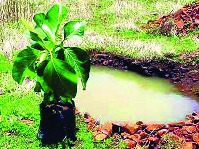 Tree plantation campaign stopped due to lack of rain | पावसाने ओढ दिल्याने वृक्षलागवड मोहिमेसही लागला ‘ब्रेक’! Tree plantation campaign stopped due to lack of rain | पावसाने ओढ दिल्याने वृक्षलागवड मोहिमेसही लागला ‘ब्रेक’!