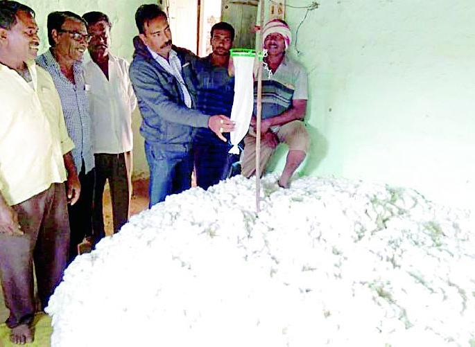 Apply pheromone trap to the stored cotton | साठवण केलेल्या कापसावर फेरोमन ट्रॅप लावा