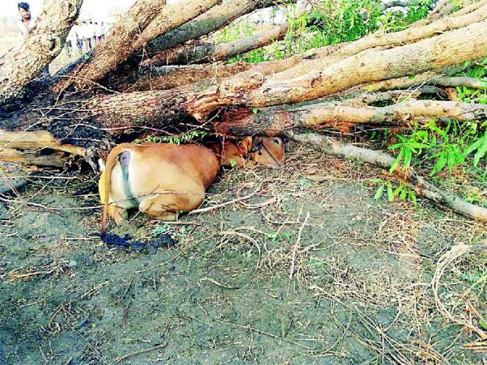 Hail hit in the district | जिल्ह्यात गारपिटीचा तडाखा
