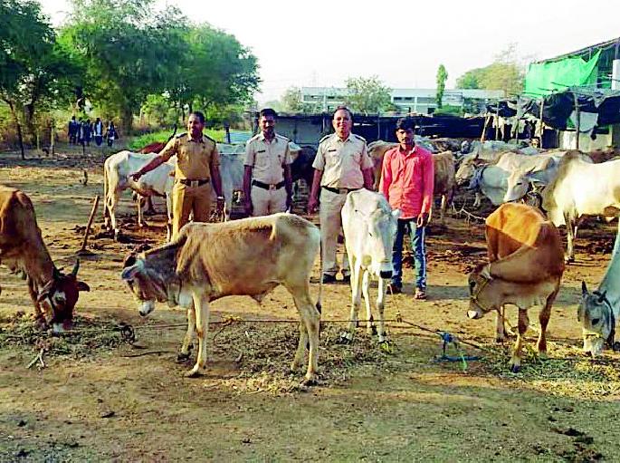 Six rescued animals released for slaughter | कत्तलीसाठी जाणाऱ्या सहा जनावरांची सुटका