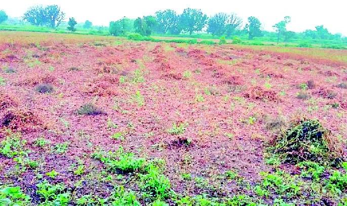 Rain for 'soybeans' 'villain' | ‘सोयाबीन’साठी पाऊस ठरतोय ‘खलनायक’ Rain for 'soybeans' 'villain' | ‘सोयाबीन’साठी पाऊस ठरतोय ‘खलनायक’