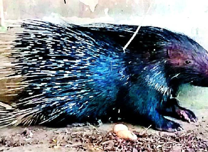 Given the life given to the thug | वस्तीत घुसलेल्या साळींदराला दिले जीवदान