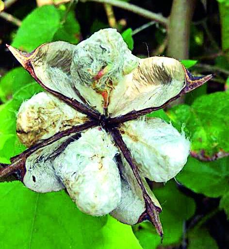 Sitad already before cotton and matimol | सितादहीपुर्वीच कापूस झाला मातीमोल Sitad already before cotton and matimol | सितादहीपुर्वीच कापूस झाला मातीमोल