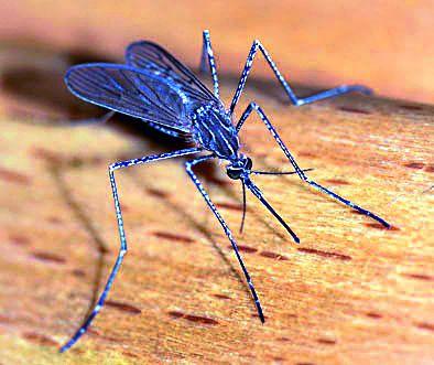 Be careful! Cleanliness and care are important to prevent dengue | सावधान ! डेंग्युपासून बचावाकरिता स्वच्छता आणि काळजी महत्त्वाची Be careful! Cleanliness and care are important to prevent dengue | सावधान ! डेंग्युपासून बचावाकरिता स्वच्छता आणि काळजी महत्त्वाची