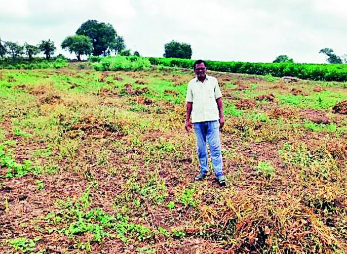 Soybean crop is not a single quintal per acre | सोयाबीनचे पीक एकरी एकही क्विंटल नाही Soybean crop is not a single quintal per acre | सोयाबीनचे पीक एकरी एकही क्विंटल नाही