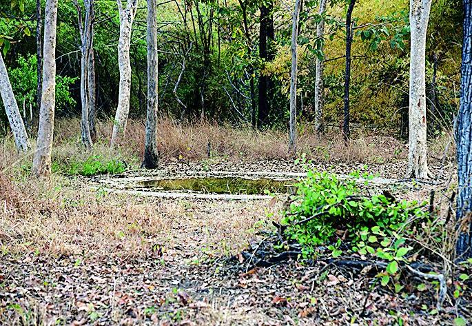 Waterfalls in Tippswar sanctuary are contaminated | टिपेश्वर अभयारण्यातील पाणवठे दूषित