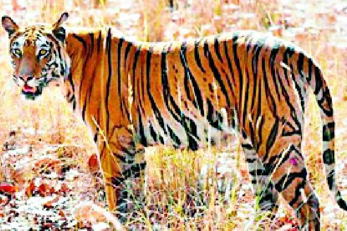 Terror of tigers in Sankarkwada taluka | पांढरकवडा तालुक्यात वाघाची दहशत Terror of tigers in Sankarkwada taluka | पांढरकवडा तालुक्यात वाघाची दहशत