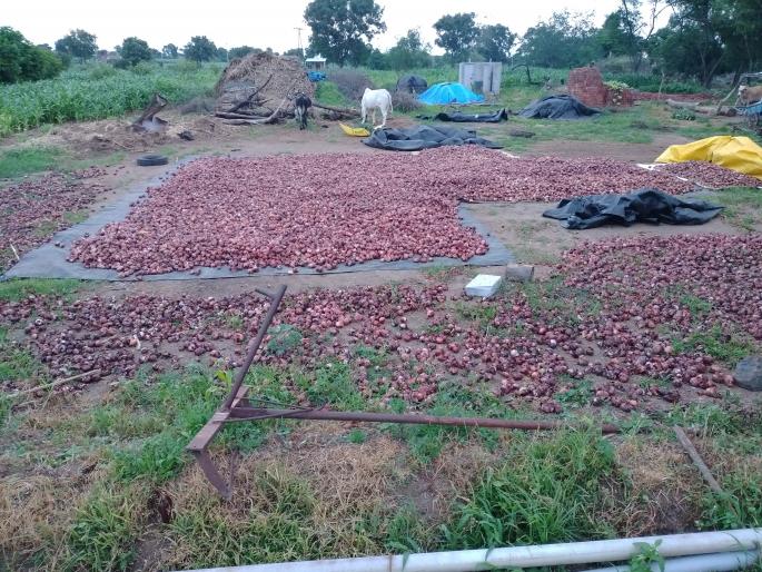 Farmers in crisis due to rotting onions | कांदा चाळीतच सडल्याने शेतकरी संकटात Farmers in crisis due to rotting onions | कांदा चाळीतच सडल्याने शेतकरी संकटात