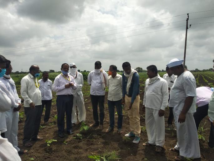 Cotton farm at Neurgaon | नेऊरगावला कापसाबाबत शेतीशाळा Cotton farm at Neurgaon | नेऊरगावला कापसाबाबत शेतीशाळा