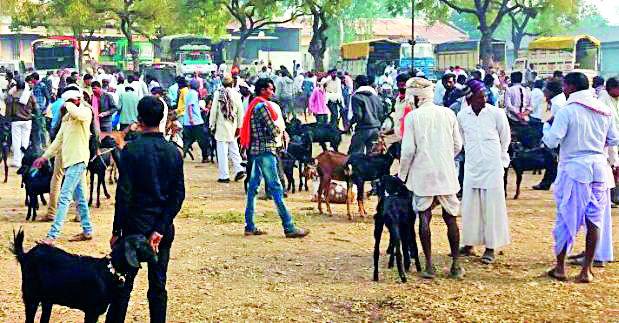 Farmers' loot in the Umarkhed She go market | उमरखेड शेळी बाजारात शेतकऱ्यांची लूट Farmers' loot in the Umarkhed She go market | उमरखेड शेळी बाजारात शेतकऱ्यांची लूट