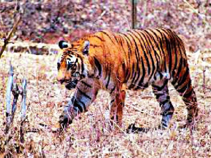 Tiger shooter out of Nawab Jungle | वाघाचा शूटर नवाब जंगलाबाहेर Tiger shooter out of Nawab Jungle | वाघाचा शूटर नवाब जंगलाबाहेर
