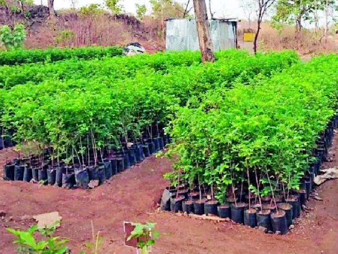 Tree plantation target in Pusad region is 18 crores | पुसद विभागात वृक्ष लागवड उद्दिष्ट १८ कोटी Tree plantation target in Pusad region is 18 crores | पुसद विभागात वृक्ष लागवड उद्दिष्ट १८ कोटी
