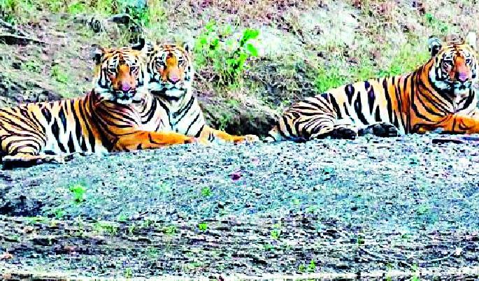 The Tipeshwar sanctuary has four tigers | टिपेश्वर अभयारण्याची क्षमता चारच वाघांची