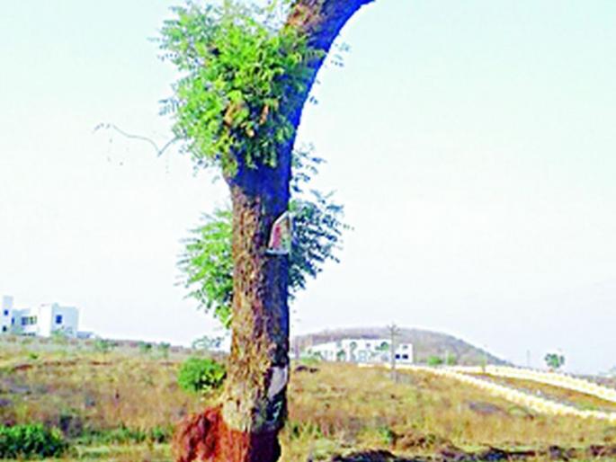 Replaced tree breaks down | पुनर्रोपित वृक्षाला फुटली पालवी Replaced tree breaks down | पुनर्रोपित वृक्षाला फुटली पालवी