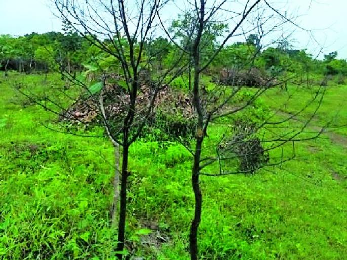 Chandan park got dumped before the blooming | चंदन पार्कला बहरण्याआधीच लागली उधळी Chandan park got dumped before the blooming | चंदन पार्कला बहरण्याआधीच लागली उधळी