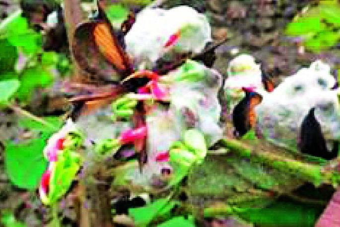 Agricultural economy in the district is disturbed | जिल्ह्यातील कृषी अर्थव्यवस्था खिळखिळी Agricultural economy in the district is disturbed | जिल्ह्यातील कृषी अर्थव्यवस्था खिळखिळी