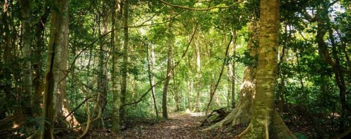 World Forest Day: The forest area of Nagpur district decreased by 18.62 sq km | जागतिक वनदिन :  नागपूर जिल्ह्याचे वनक्षेत्र १८.६२ चौ.किमीने घटले