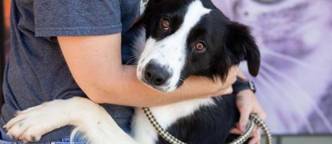 No pets taken from the train | Coronavirus; पाळीव प्राण्यांना रेल्वेतून नेण्यास मनाई