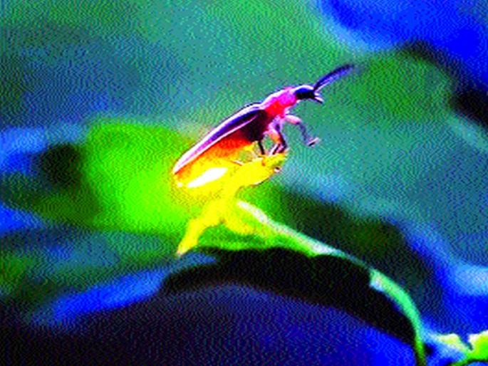 Biodiversity need to save lives! | जैवविविधतेसाठी निसर्गातील काजवा वाचविण्याची गरज !  Biodiversity need to save lives! | जैवविविधतेसाठी निसर्गातील काजवा वाचविण्याची गरज !