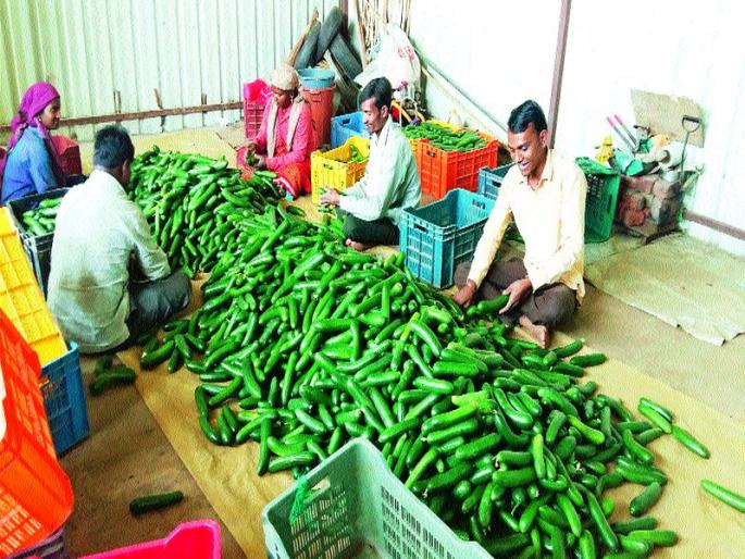 Chinese cucumber on the rocks | खडकाळ माळरानावर चायना काकडी Chinese cucumber on the rocks | खडकाळ माळरानावर चायना काकडी