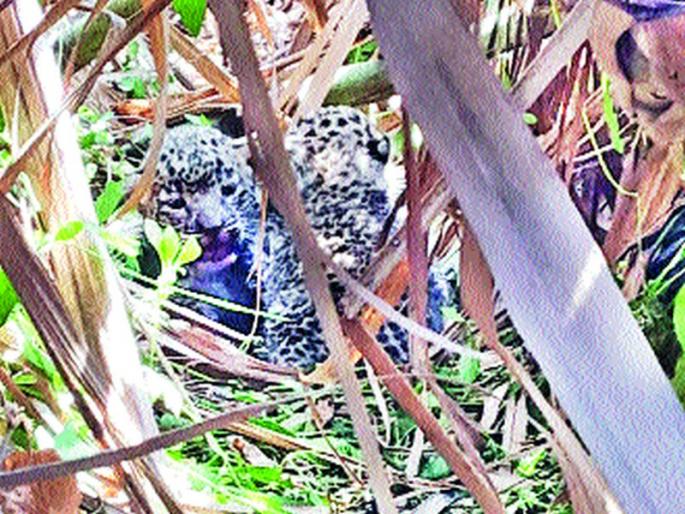  Leopard stops waiting for the rest | बिबट्याच्या संचाराने थांबली ऊसतोड