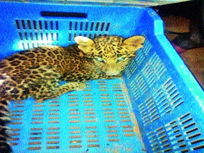  Two calves found in mokbhangai Shiva | मोकभणगी शिवारात आढळले दोन बछडे